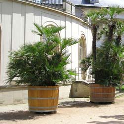 Palmier nain / Chamaerops humilis